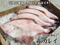 ԃJC[]@