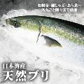 【日本海産】天然ブリ[生]　1匹(5kg前後)【お刺身♪塩焼き♪】